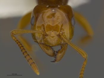 Media type: image;   Entomology 672635 Aspect: head frontal
